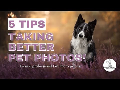 5 Tips to Start Taking Better Photos of your Pet TODAY, from a Professional Pet Photographer