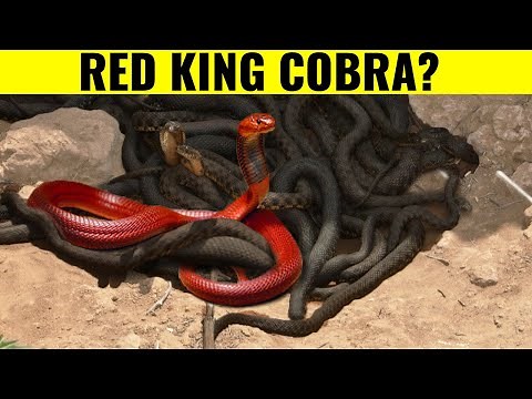 10 Most Unique Exotic Reptiles In The World