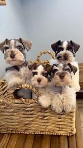 ✨Some of our gorgeous babies✨#whatdoyouthink #iloveit #office #miniature #mini #miniatureschnauzers #toyschnauzersofinstagram #nontraditionalcolors #schnauzerpower #cute #petreels #pets #fyp #like #share #comment ♥️♥️♥️ | Texas Blessed Miniature Schnauzers