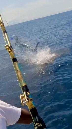 My view from go pro @pechextreme_officiel #marlin #bluemarlin #billfish #fishing #catchandrelease #careychenart #careychen #biggamefishing #offshorefishing | Carey Chen Art