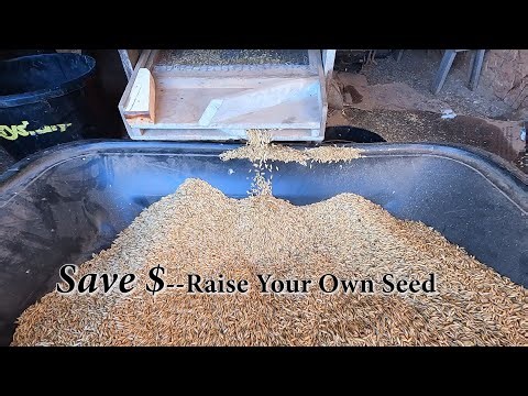 Cleaning Oats With Antique Fanning Mill