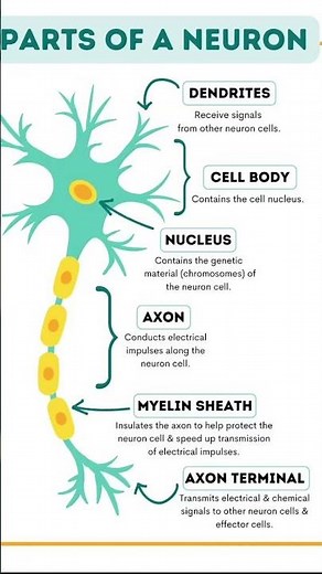 Parts of neuron | #anatomy #humananatomy #science #nervous #neuroscience #neuron