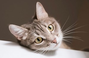 Mon chat ne mange plus : pourquoi et que faire ?