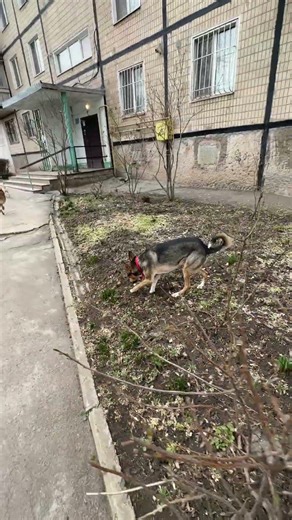 Топаем домой🥰 #лакки #счасливчик#мальчик#домой#