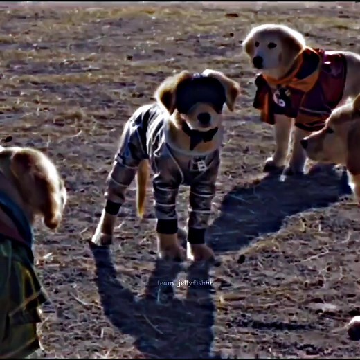 Exploring Air Buddies: The Ultimate Dog Movie Collection