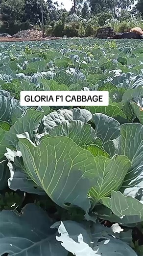 Gloria F1 Cabbage Farming Chronicles in Kenya