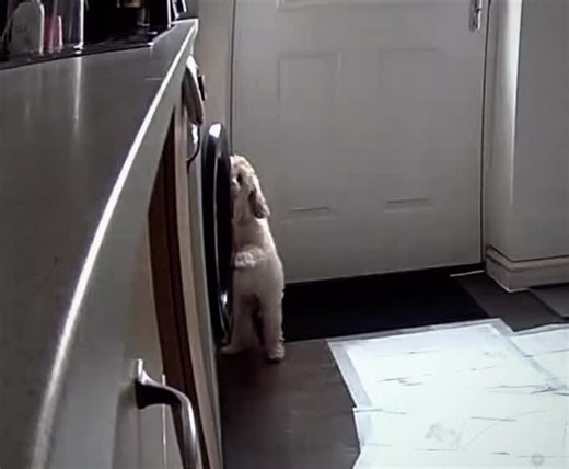 Up to no good. You don’t need a wash Luna. (Don’t worry I she was safe!) #cavapoo #naughtypuppy #funnypuppy #laughing #puppydog