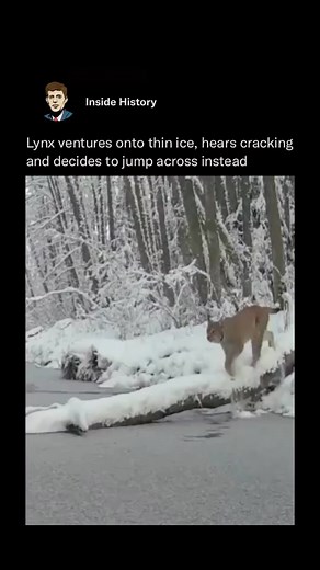Inside History on Instagram: "A lynx found itself in a dangerous situation as it ventured onto thin ice in a frozen landscape and makes the decision to jump across instead 🐈 Lynx are skilled hunters due to their great hearing and eyesight so strong that they can spot a mouse 250 feet away. They tend to live in dense forests where there is plenty of cover to ambush their prey. Like our content? Follow 👉🏼 @insidehistory (Via: @sander.hollo)"