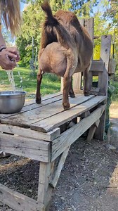 832K views · 15K reactions | Peaceful Mornings on The Homestead #homesteading | Mountain Spring Homestead | Facebook