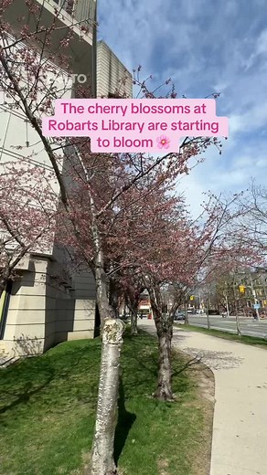 Cherry Blossoms Blooming in Toronto's Robarts Library