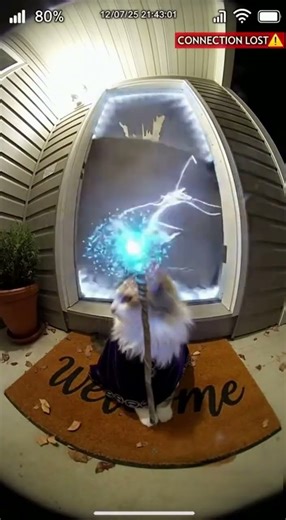 Wizard Cat Casts ONE SPELL and BOOM — Door Gone 😭✨