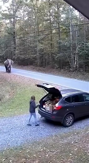 Wow😧 amazing Ai video 100m 🐶🐱🐭🐹🐰🦊🐻🐼🐻‍❄️🐨🐯🦁🐮🐷🐽🐸🐵🐔🐧🐦🐤🦆🦅🦉🦇🐺🐗🐴🦄🐝🪱🐛🦋🐌🐚🦟🐞🐜🪲🦗🕷🕸🐢🐍🦎🦖🦕🦂🦀🦑🐙🦞🦐🐠🐟🐡🐬🦈🐊🐆🐅🦓🦬🐃🐂🐄🦌🦛🐪🦒🦘🦣🦏🦍🐖🦙🐐🐏🐕🐩🦮🐈‍⬛🪶🐓🦤🦚🦜🦢🦩🕊🐇🐁🦝🦥🦡🦫🐾🐲 wow amazing this ai real video 100m view 🔥 #animalsoftiktok #ai #wildlife #petlife #Nature