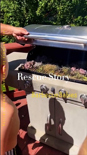 Squirrel Rescue During Barbecue: Found a Nest of Babies