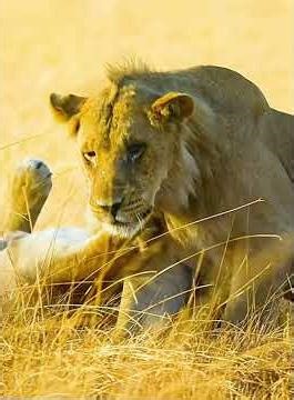 Lion Walking in the Wild | Powerful Lion Documentary | King of the Jungle in Action