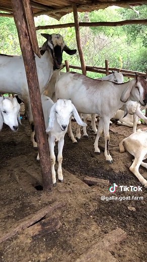 Goat Farming in Kenya and Uganda: A Comprehensive Guide