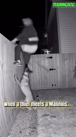 🔥 belgianmalinois k9 — elite-level protection #dog #belgianmalinois #germanshepherd #dogtraining