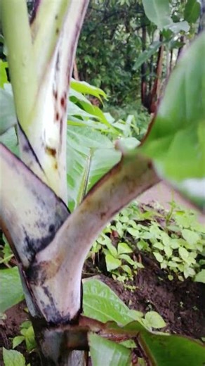 it's true green work pays a lot.