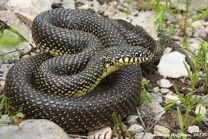 Lampropeltis getula holbrooki - Alchetron, the free social encyclopedia