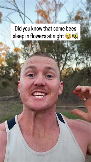 Sleeping bees are so cute 🐝