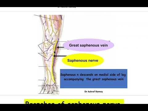 Revision of anatomy of saphenous nerve ( KFU )