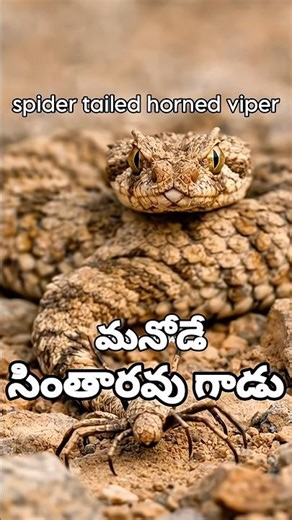 మనోడే సింతారావు గాడు🤣 Spider Tailed Horned Viper 😱 #wildlife #shorts