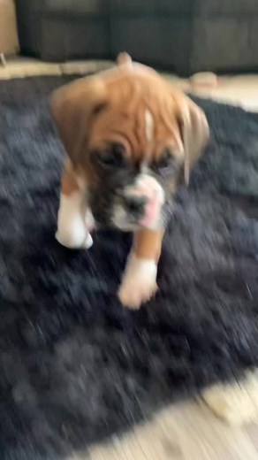 Adorable Boxer Puppy Moments | Cute Dog Videos