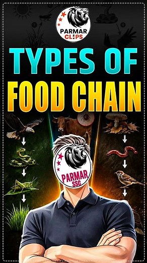 Food Chain vs Food Web | Must Know Biology Concept