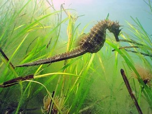 Long snouted seahorse - Alchetron, The Free Social Encyclopedia