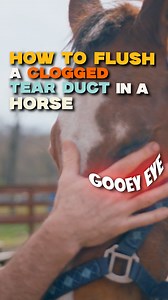 How to flush a clogged tear duct in a horse 🐴💧 This simple yet powerful technique can bring real relief to your horse’s eyes 👁️🙏🏼 Have you seen this done before? #HorseChiro #EquineCare #TearDuctFlush #EquineHealth #HorseLover #AnimalChiropractor #HorseWellness #EquineAdjustment #PetCare #HorseHealing #ViralAnimals #ChiroMagic | Animal Cracker