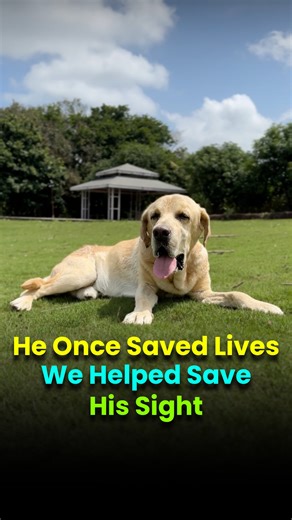 Tiger spent his life rescuing others. Today, it was his turn to be rescued. After years of service with the NDRF, this brave hero developed cataracts in both eyes. Through surgery at The Eye Vet, Tiger regained his sight — and found a new life filled with love and light. Because even heroes deserve a second chance to see. 💛 Follow us for more details. Contact us: Pune: 91 96079 27178 Mumbai: 91 91684 73300 Gurugram: 91 92090 01675 Hyderabad: 91 91580 02240 Email: pune@theeye.vet mumbai@theeye.v