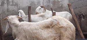 Balami puure breed | K-F Agro Tech And Agro Service