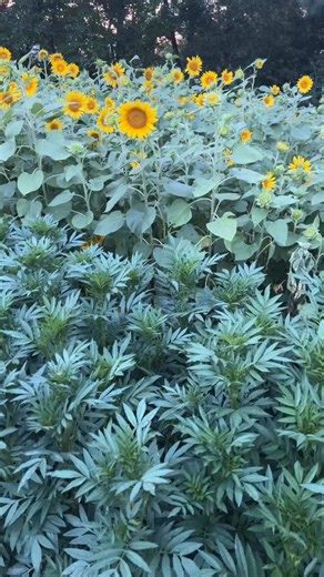 1.1K reactions · 45 shares | Planting on time is essential to...