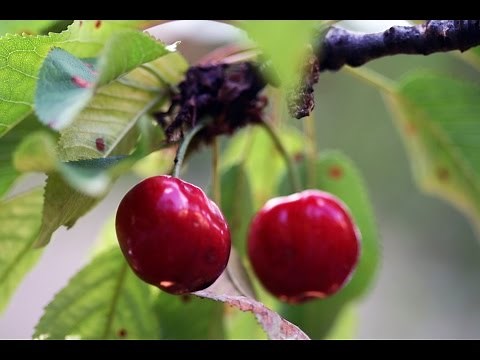 1 Simple Way To Root Sweet Cherry Tree Cutting To change the way you garden!