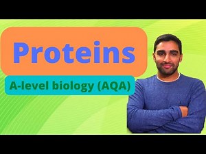 Proteins - A-level Biology