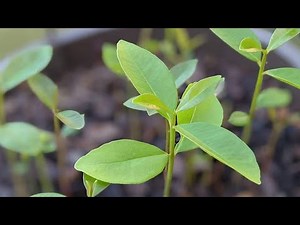 How To Grow Jaman / Java plum From seeds