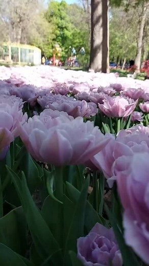 Discover the Beauty of Blooming Tulips in Spring