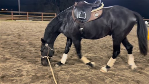 I’ve been using fully flexible saddles for 25-plus years now. All of the horses I’ve bred and raised have worn them exclusively, and this new generation will have the privilege of being raised entirely in @smartsaddles. This is the 2nd time Quincy has worn a saddle, and as you can see there is zero static. He’s obviously comfortable, shows no stress, and has total freedom of movement. It boggles my mind that in this day and age anyone is still riding in a treed saddle. 🤷🏻‍♀️ #horsewelfare #dre