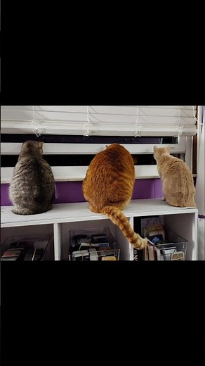 Cat Sizing Chart: 3 #tabbycats all in a row! 🐈 #catlife #cutecats #rescuecat #catlover #cats