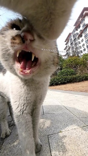 Maxwell's Fierce Encounter with a Tough Feline