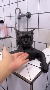 3.6M views · 118K reactions | funny cats  | Cute cats | Facebook