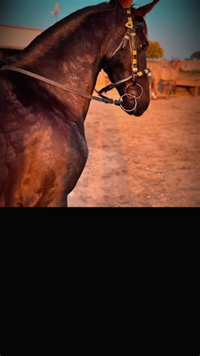 Sultan’s Royal Stud Farms 🐎