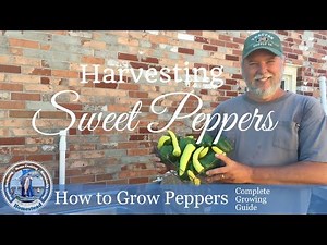 How to Harvest Peppers : How to Grow Peppers (PROGRESSION) Growing Guide