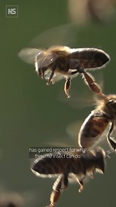 The wonders of bee communication 🐝🍯 50 years ago Karl von Frisch was awarded the Nobel Prize for recognising the honey bee's unique form of communication: the waggle dance. This dance was used by honeybees to communicate the location of food sources. Today, new discoveries are continuously emerging, some from Dr. Martin Bencsik's ongoing research into how honey bees use their sensitivity to vibrations to communicate through sound. https://www.newscientist.com/video/2431095-experience-the-world