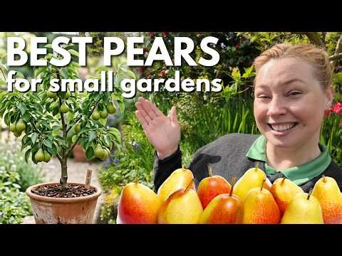Best Pear Trees For Small Gardens and Growing In Containers
