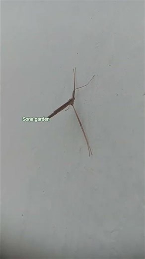 alien insects #ఇదేం పురుగు మీకు థెల్సా🪱🦗🪲🦟🪳🐛