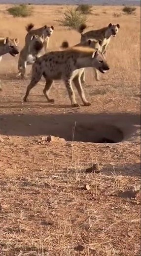 Indian Crested Porcupine vs Hyenas 🦔🆚🦊🔥 | Shockingly Brave Nighttime Clash!