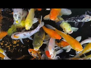 Treating External Parasites in Koi Fish: A Comprehensive Guide