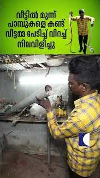 വീട്ടിൽ മൂന്ന് പാമ്പുകളെ കണ്ട് വീട്ടമ്മ പേടിച്ച് വിറച്ച് നിലവിളിച്ചു #snakemaster #vavasuresh