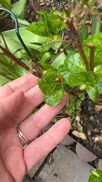 Day 2 of getting the garden tidy in my lunch break #gardening #springtime #gardenmakeover