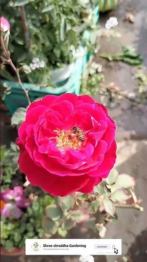 roj flower aur madhumakkhi #gardening #trending #shortsvideo #2023